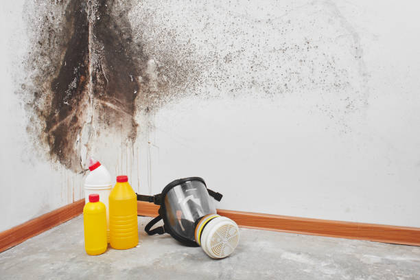 Best Mold Testing  in Spencerville, NM