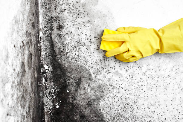 Best Home Mold Removal  in Spencerville, NM