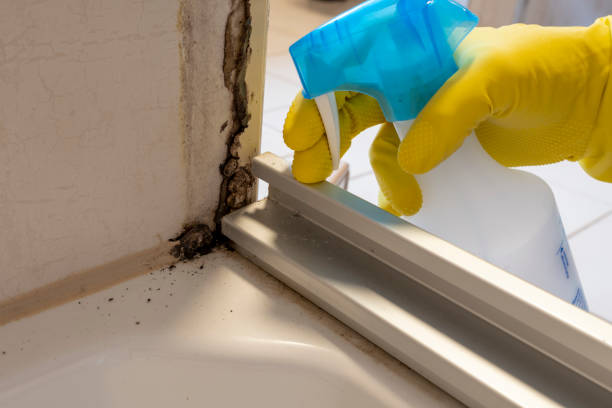 Professional Mold Removal in Spencerville, NM