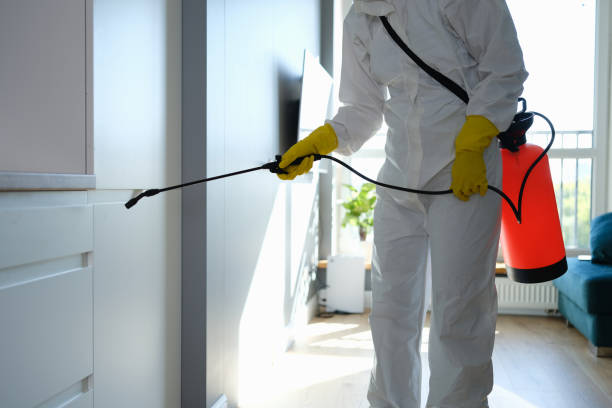 Mold Removal Process in Spencerville, NM