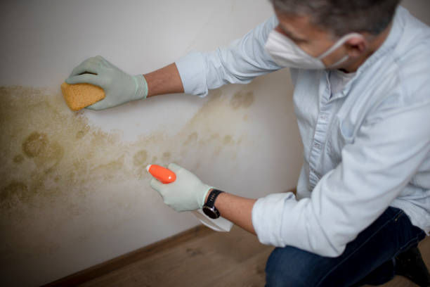 Best Mold Remediation  in Spencerville, NM