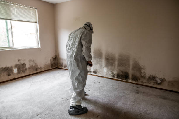 Best Mold Cleaning Services  in Spencerville, NM